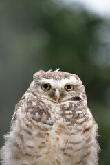 Portrait of a little owl