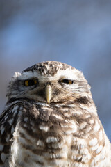 Portrait of a little owl