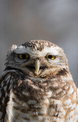 Portrait of a little owl