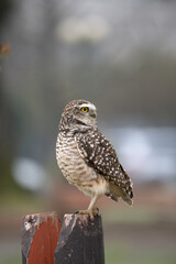 Portrait of a little owl
