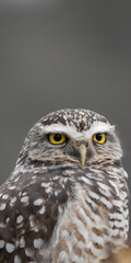 Portrait of a little owl