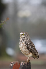 Portrait of a little owl