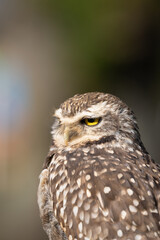 Portrait of a little owl