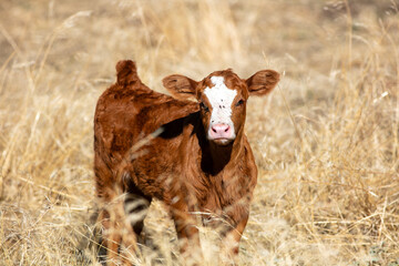 A Cow Calf Looking at the camera in Grasslands.