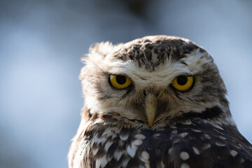 Portrait of a little owl