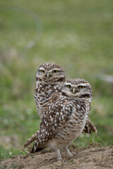 Pair of owls near their nest