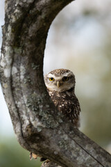 Portrait of a little owl