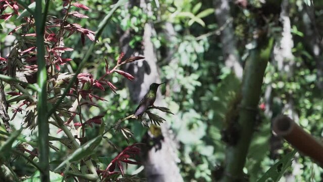 quick and tiny humming birds flying around a feeder in the rainforest near Revash in the andes mountains of Peru.