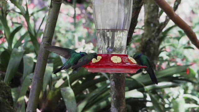 quick and tiny humming birds flying around a feeder in the rainforest near Revash in the andes mountains of Peru.