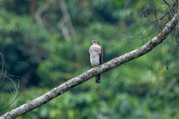 Fototapeta premium The shikra (Accipiter badius) is a small bird of prey in the family Accipitridae