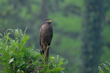 The crested serpent eagle (Spilornis cheela) is a medium-sized bird of prey.