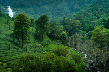 Waterfall is a tourist destination. high waterfall between cliffs and wilderness. tropical forest tourism in the highlands.
