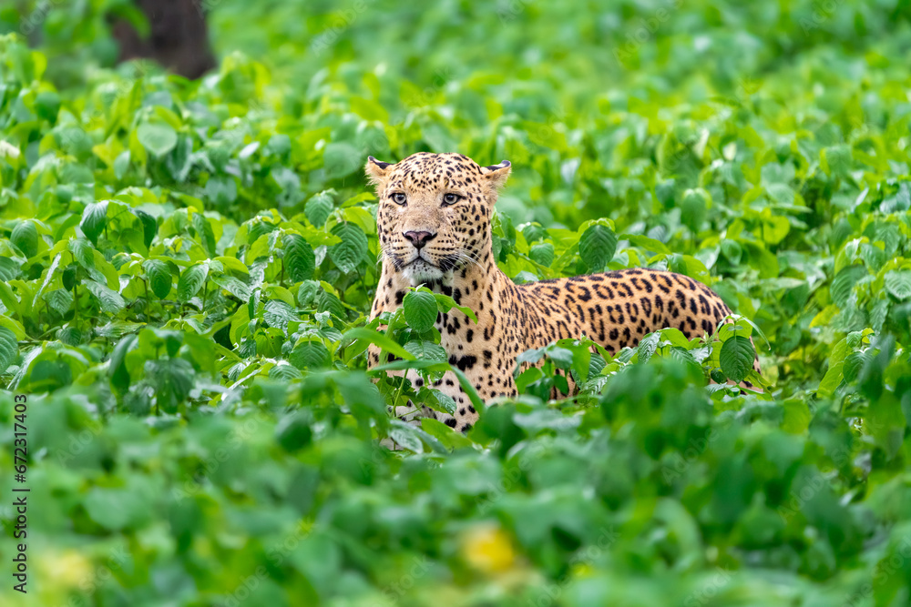 Wall mural indian leopard (panthera pardus fusca)