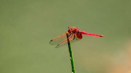 The scarlet skimmer or ruddy marsh skimmer, Crocothemis servilia, is a species of dragonfly.