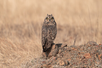The short-eared owl (Asio flammeus)