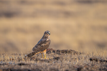 The Pallid Harrier (Circus macrourus) is a migratory bird of prey of the harrier subfamily