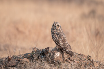 The short-eared owl (Asio flammeus)