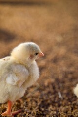 Closeup shot of a broiler chick in the farm