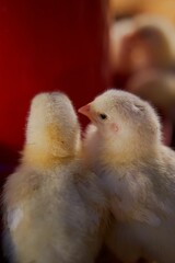 Vertical closeup shot of two baby chicks huddled together on a farm