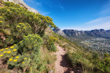 Mountain hiking trail leading through fernleaf yarrow flowers or achillea filipendulina growing on Table Mountain, South Africa. Green flora bush or plants in peaceful, serene and wild nature reserve
