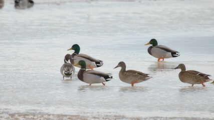 Group of mallards is walking on the tranquil surface of a body of water near the shoreline