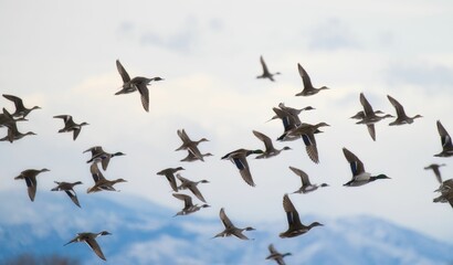 many birds in the sky near mountains on a cloudy day