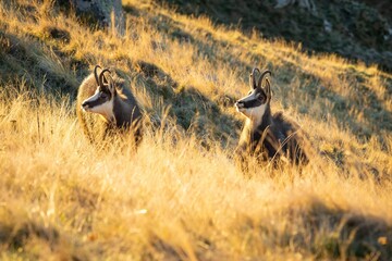 Tatra chamois standing atop a grassy hillside in the evening light