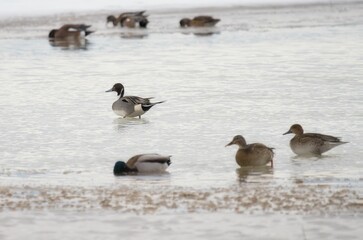 Group of mallards is walking on the tranquil surface of a body of water near the shoreline