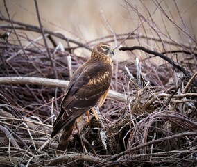 Brown Steppe Harrier is perched atop a mound of twigs and foliage