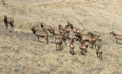 Naklejka na ściany i meble A Herd of Tule Elk in a California Grassland Environment