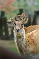 Portrait of Nile lechwe in zoo