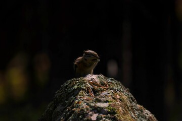 Closeup of two small chipmunk perched atop a moss-covered rock