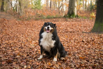 Brown and white dog on a pile of dry autumn leaves in a forest