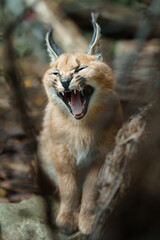 Portrait of Caracal in zoo