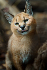 Fototapeta premium Portrait of Caracal in zoo