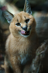 Portrait of Caracal in zoo