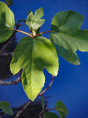 nature beau feuillage