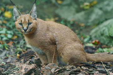 Portrait of Caracal in zoo