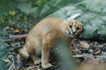 Portrait of Caracal in zoo