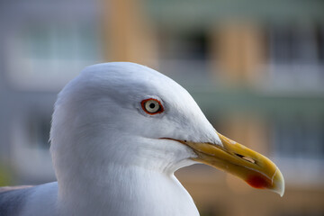 sitting seagull