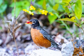 Closeup of an American Robin eating a berry in a forest with a blurry background