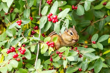Closeup of a cute chipmunk eating honeysuckle berries in a field