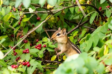 Naklejka na ściany i meble Closeup of a cute chipmunk eating honeysuckle berries in a field