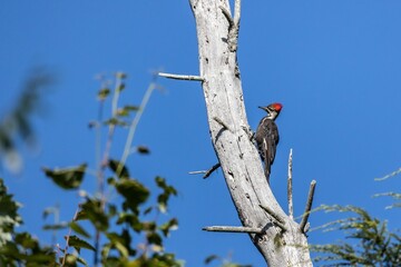 Low angle shot of a pileated woodpecker perched on a tree under a blue sky and sunlight