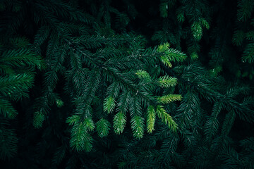 Evergreen Fir tree branches texture pattern