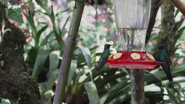 quick and tiny humming birds flying around a feeder in the rainforest near Revash in the andes mountains of Peru.