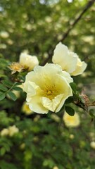 Fototapeta premium Rosa 'Harison's Yellow', also known as R. × harisonii, the Oregon Trail Rose or the Yellow Rose of Texas, is a rose cultivar that originated as an accidental hybrid in the early 19th century. Probably