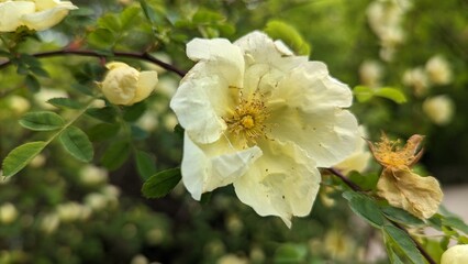 Rosa 'Harison's Yellow', also known as R. × harisonii, the Oregon Trail Rose or the Yellow Rose of Texas, is a rose cultivar that originated as an accidental hybrid in the early 19th century. Probably