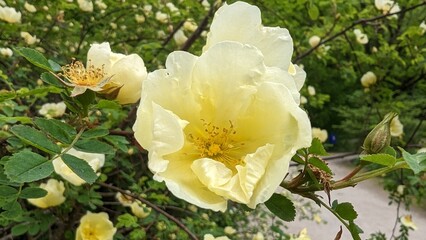 Rosa 'Harison's Yellow', also known as R. × harisonii, the Oregon Trail Rose or the Yellow Rose of...