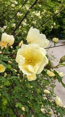 Fototapeta premium Rosa 'Harison's Yellow', also known as R. × harisonii, the Oregon Trail Rose or the Yellow Rose of Texas, is a rose cultivar that originated as an accidental hybrid in the early 19th century. Probably